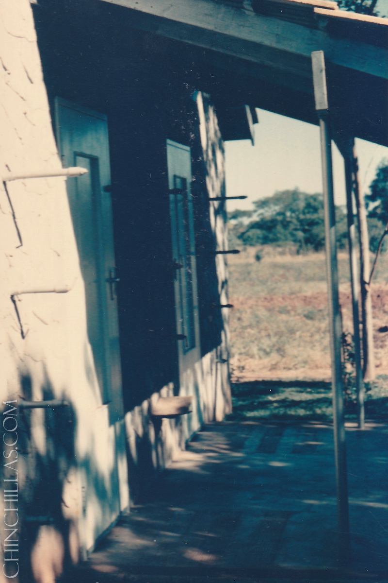 gillingham violet chinchilla birthplace salisbury rhodesia zimbabwe